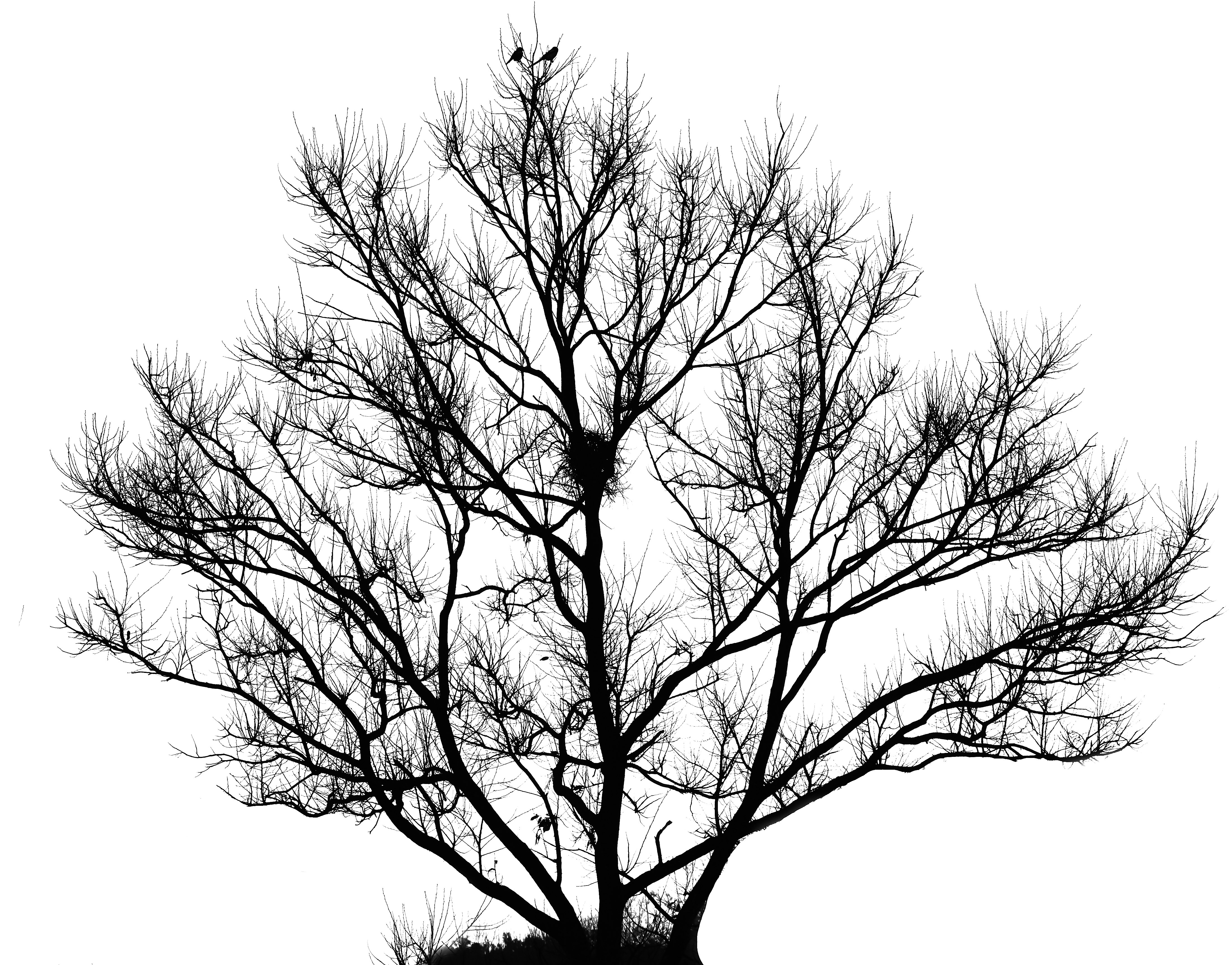 silhouette of tree